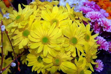 flowers for flower lovers.: Yellow flowers wallpapers.