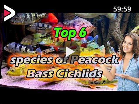 TYPES OF PEACOCK BASS - Peacock Bass Species دیدئو dideo