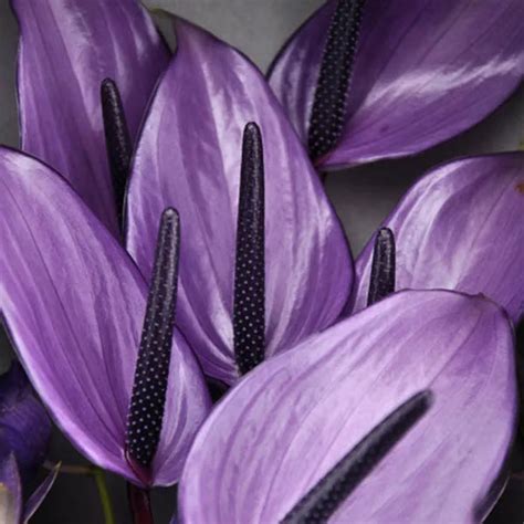 100 pcs Rare Flower Seeds Purple Anthurium Andraeanu Seeds Balcony ...