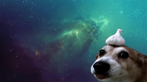 Aesthetic Dog Wallpaper For Pc