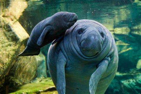 French Zoo Offers Rare Look at Baby Manatee | Scientific American