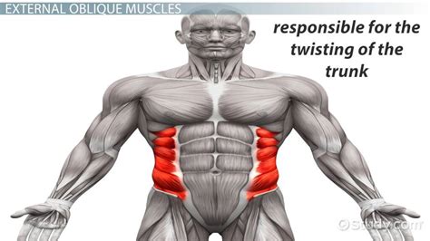 External Oblique Muscle Cadaver