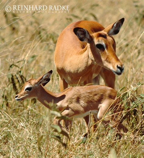 Impala - The Perfect Antelope - Matira Safari