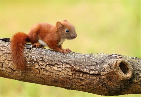 Baby Red Squirrel