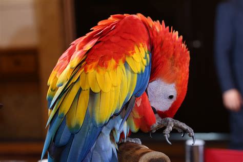 Free stock photo of brazilian rio rainforest 01, Scarlet macaw Tropical ...