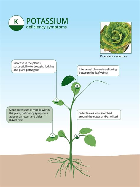 Potassium Based Fertilizers: The Role of Potassium in Agriculture - ICL