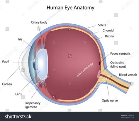 Cross Section Of Human Eye Stock Vector Illustration 77803240 ...