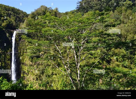 Akaka Falls in the Akaka Falls State Park, Big Island, Hawaii, USA ...