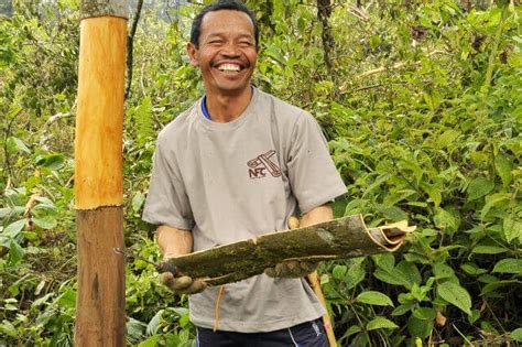 Cinnamon harvesting process - Terrassin Foodstuffs Trading LLC