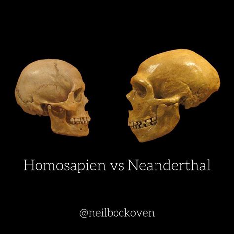 Neanderthal vs. Homo Sapien Skull proves who had a Bigger Brain