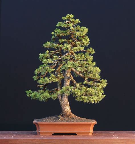 Alberta Dwarf Spruce Bonsai