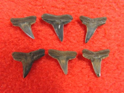 Collection of Lemon Shark Teeth | Recently Sold | FOSSILS | Prehistoric ...