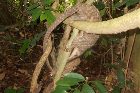 Promoting Pangolin Conservation in Ghana - Agrointroductions Ghana