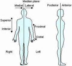 A&P 168 lab terms (sectional anatomy) Flashcards | Quizlet