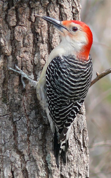 Red-bellied woodpecker - Wikipedia