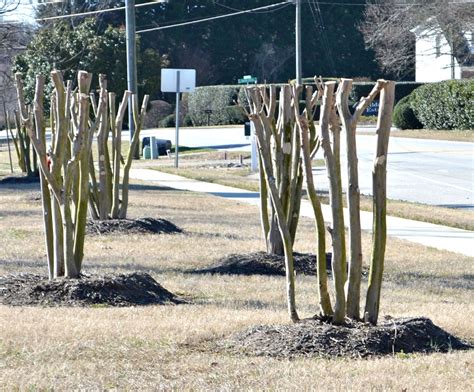 When To Trim Crepe Myrtles - change comin