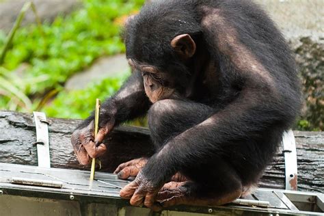 The Incredible Range of Chimpanzee Behavior | JSTOR Daily