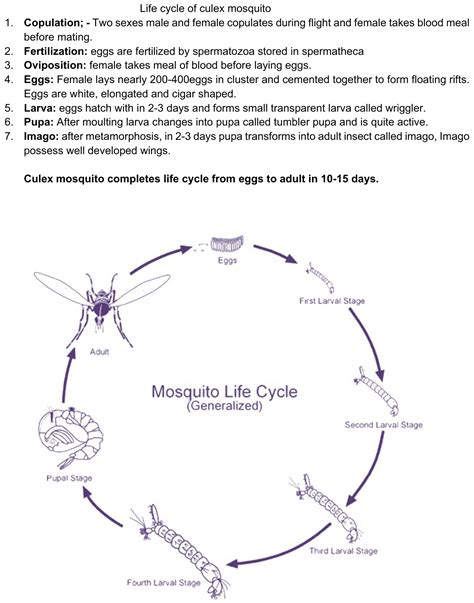 Culex Mosquito Pupa