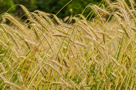 Barley | Diseases and Pests, Description, Uses, Propagation