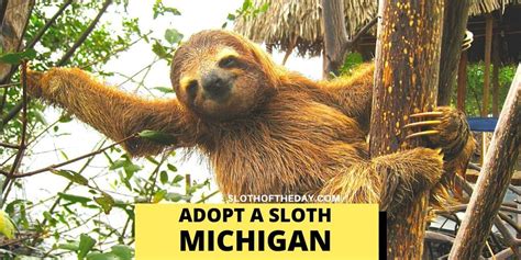 Adopt a Sloth Near You - Places where Adopting Sloths is Possible