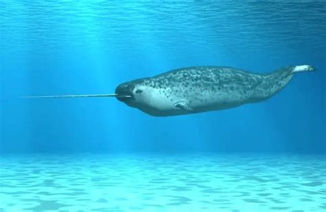 Narwhal - Description, Habitat, Image, Diet, and Interesting Facts