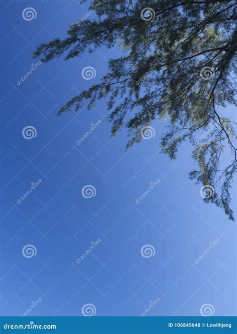 Closeup of Casuarina Trees and Leaves Stock Photo - Image of closeup ...