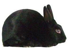 Havana Rabbits | USA Rabbit Breeders