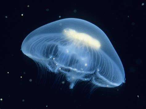 Jellyfish can be some of the fiercest predators in the ocean despite ...