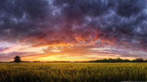 Green grass, nature, HDR, sunset, landscape HD wallpaper | Wallpaper Flare