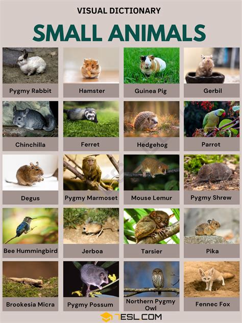 Smallest Animals In The World 2022