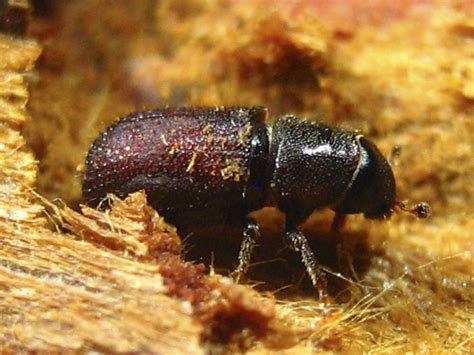 Climate change might be enabling beetles' rise against pine trees | MPR ...