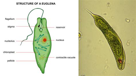 Plant-like Protists - Science News