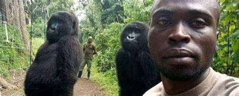 Gorillas Caught in Viral Selfie Standing Tall 'Like Humans'. Here's ...