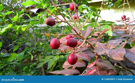 Grafted Red Ruby Longan Fruit Tree Seeds Ship By DHL Express Free ...