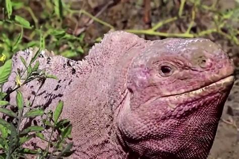 Endangered pink iguana hatchlings seen for first time on Galapagos island