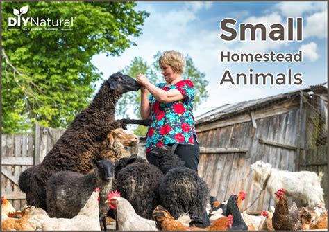 Small Farm Animals: Livestock Choices For My Half Acre Homestead