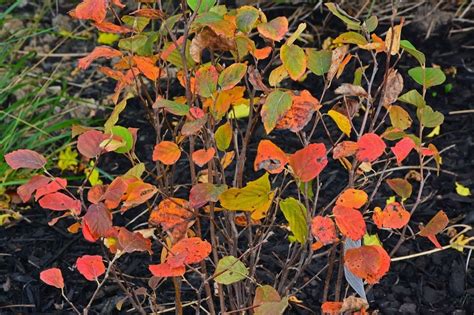 Fothergilla ‘Mt. Airy’ - Fall color | AN OBSESSIVE NEUROTIC GARDENER ...