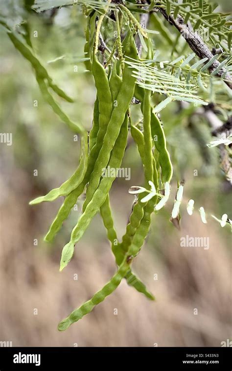 MESQUITE TREE SEED PODS Stock Photo - Alamy