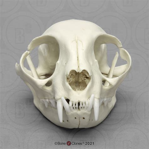 Domestic Cat Skull - Bone Clones, Inc. - Osteological Reproductions