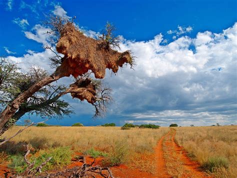 Kgalagadi Transfrontier Park Safari | Cape Fox Tours & Photography