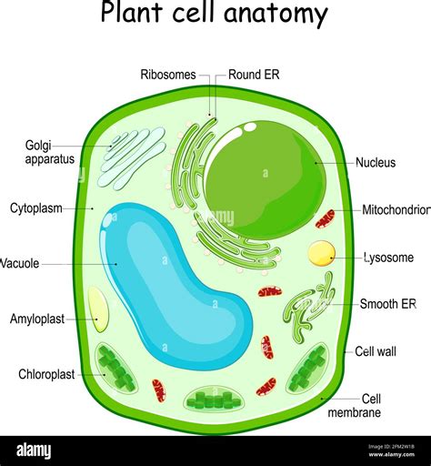 Labeled Plant Cell Diagram For Kids