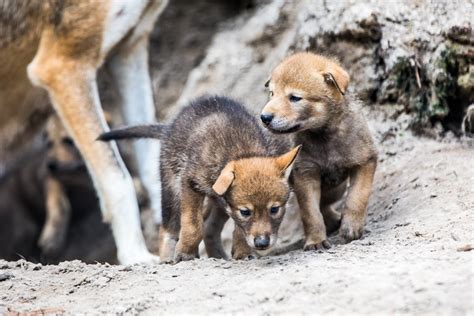 Tampa zoo welcomes new litter of highly endangered red wolf pups ...