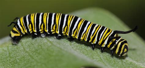 All of Nature: Monarch Caterpillar Growth