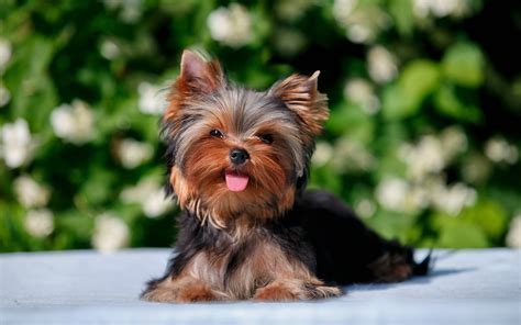 Yorkie Puppies Wallpapers - Top Free Yorkie Puppies Backgrounds ...