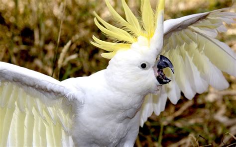 cockatoo, Parrot, Bird, Tropical, 77 Wallpapers HD / Desktop and Mobile ...