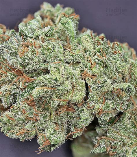 Northern Lights Autoflower feminized seeds for sale: information and ...