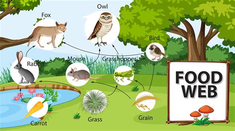 Forest Ecosystem Food Chain For Kids