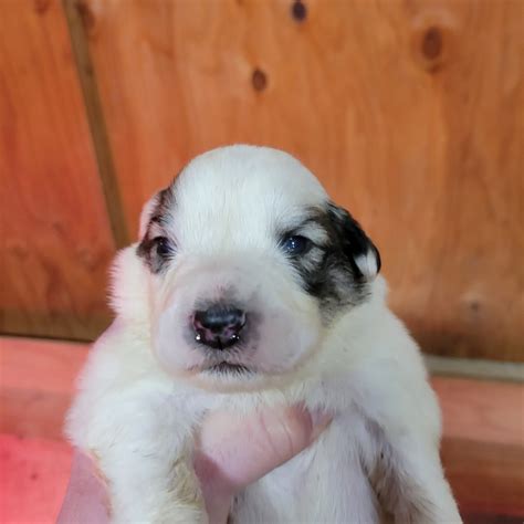 Newborn Great Pyrenees Puppies - Chamburn Farm