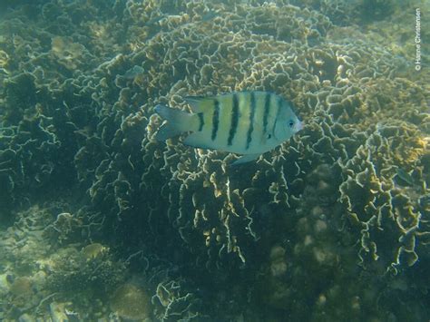 Snorkeling in Pulau Sapi, Tunku Abdul Rahman Marine Park | Snorkeling Sabah