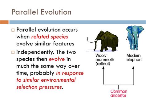 PPT - PATTERNS IN EVOLUTION PowerPoint Presentation, free download - ID ...